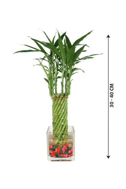 Spiral Lucky Bamboo Plant In Glass Square Vase with Stones