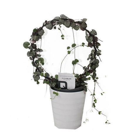 String of Hearts -  Sweetheart Vine - String of Hearts -  Sweetheart Vine - Plantsworld.ae