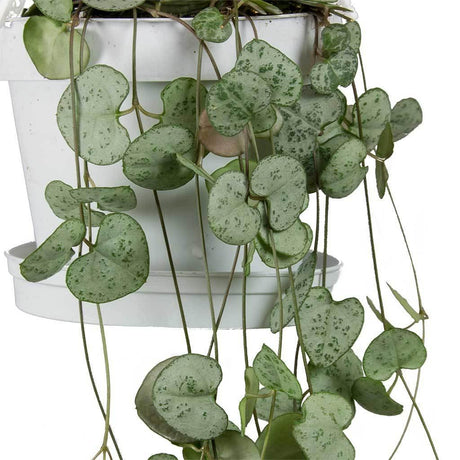 String of Hearts -  Sweetheart Vine - String of Hearts -  Sweetheart Vine - Plantsworld.ae