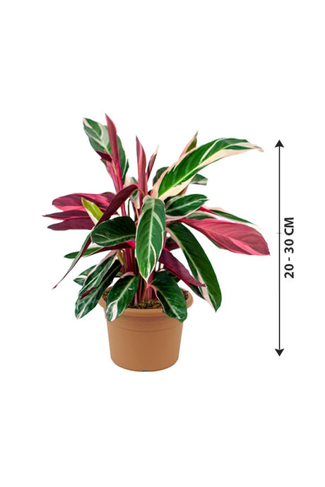 Stromanthe Sanguinea Triostar - Stromanthe Magic Star