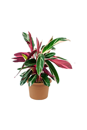 Stromanthe Sanguinea Triostar - Stromanthe Magic Star - Plantsworld.ae