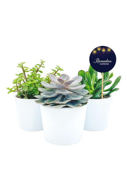 Succulent Plants in white pots with 3 red roses with Ramadan greeting quote. 