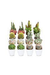 Sukkulenten-Kaktus-Mix-Kombipflanzen – Pflanzenset (8 Stück)
