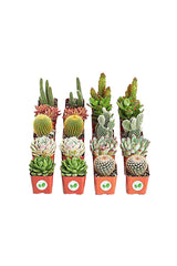 Sukkulenten-Kaktus-Mix-Kombipflanzen – Pflanzenset (8 Stück)