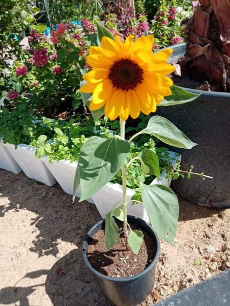 Sunflower-Helianthus - Sunflower-Helianthus - Plantsworld.ae