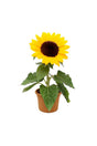 Sunflower-Helianthus - Sunflower-Helianthus - Plantsworld.ae