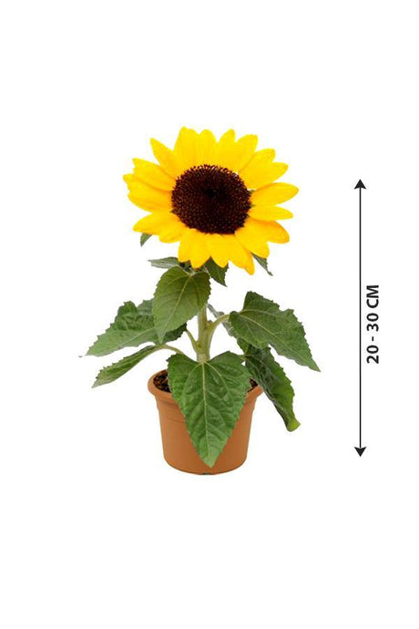 Sunflower-Helianthus - Sunflower-Helianthus - Plantsworld.ae