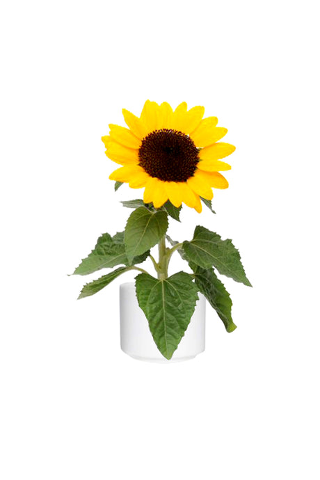 Sonnenblume – Helianthus – Blühende Pflanze im Freien