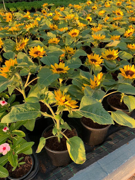 Sunflower-Helianthus - Sunflower-Helianthus - Plantsworld.ae