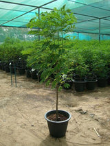 Sunshine Tree-Cassia Surattensis - Sunshine Tree-Cassia Surattensis - Plantsworld.ae