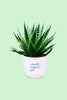 Surprise Gift Plant - Aloe Aristata - Tiki Tahi