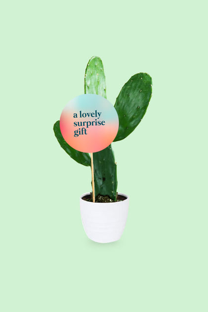 Surprise Gift Plant - Bunny Ear Cactus - Opuntia Microdasys