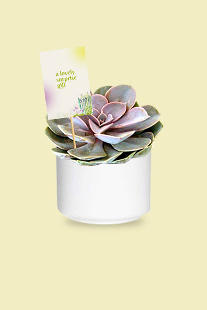 Surprise Gift Plant - Violet Echeveria - Cactus & Succulents