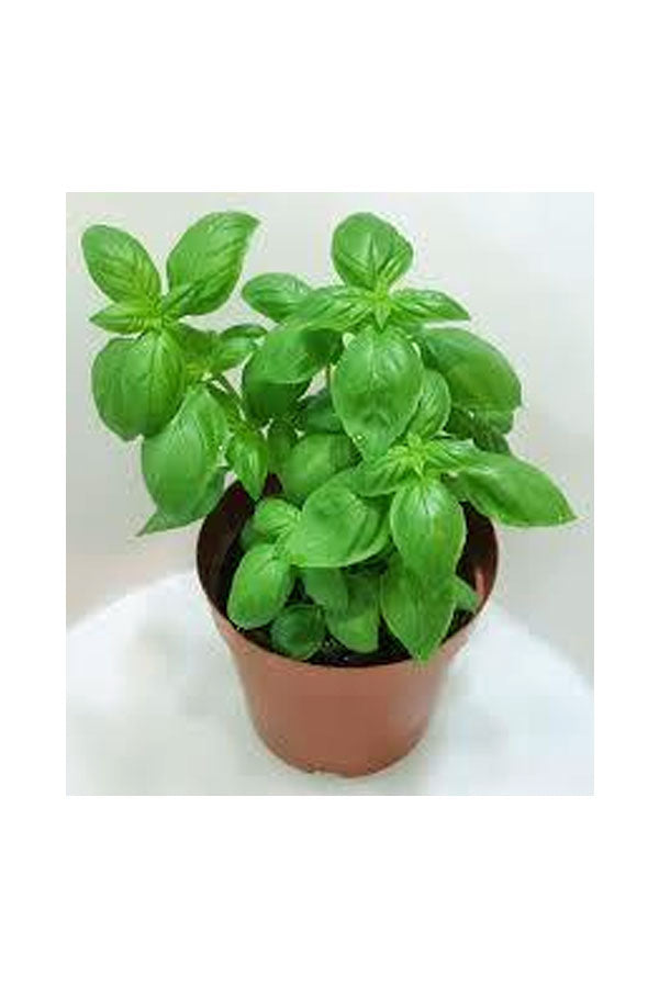 Sweet Basil Ocimum Basilicum Herbal Outdoor Plant plantsworld