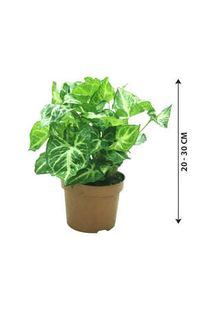 Syngonium Pixie - Butterfly Plant