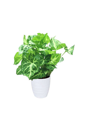 Syngonium Pixie Butterfly Plant – Green indoor plant with vibrant leaves in a decorative pot.
