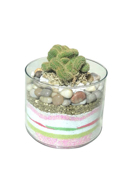 Terrarium Cactus Kit Glassware - Indoor Planter With Coloured Stones