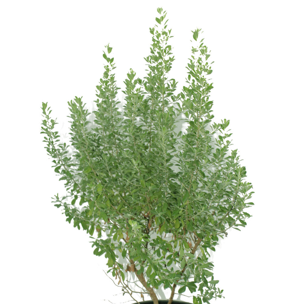 Texas Ranger Texas Sage – Leucophyllum Frutescens – Blühende Pflanze im Freien