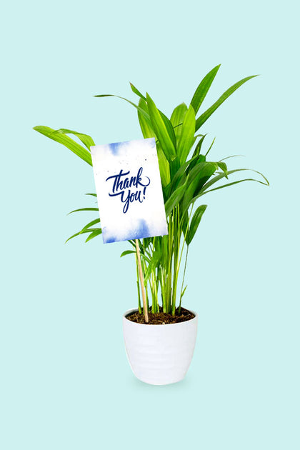 Thank You Gift Plant - Areca Palm  Small - Chrysalidocarpus lutescens