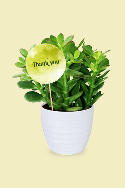Thank You Gift Plant - Crassula Ovata - Dollar Plant - Succulent Plant