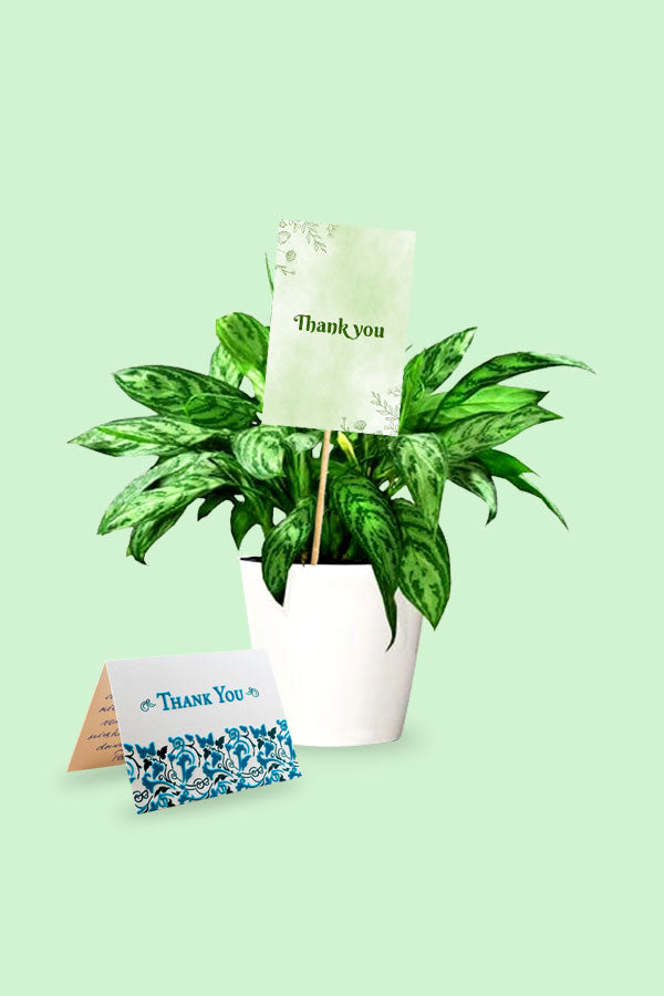 Dankeschön-Geschenkpflanze – Aglaonema Maria – Chinesisches Immergrün