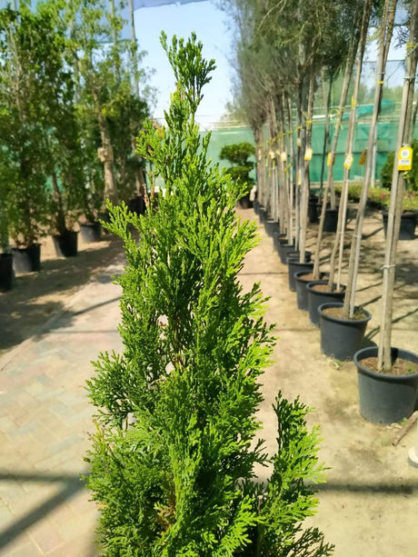 Thuja - Thuja - Plantsworld.ae