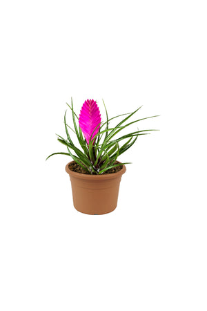 Tillandsia Cyanea Pink Quill - Bromeliad Air Plant