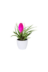 Tillandsia Cyanea Pink Quill – Bromelien-Luftpflanze