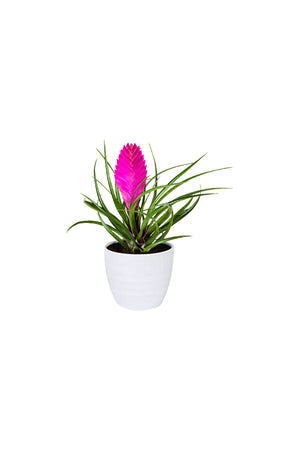 Tillandsia Cyanea Pink Quill Bromeliad Air Plant with vibrant pink bloom and green leaves, perfect for modern indoor décor.
