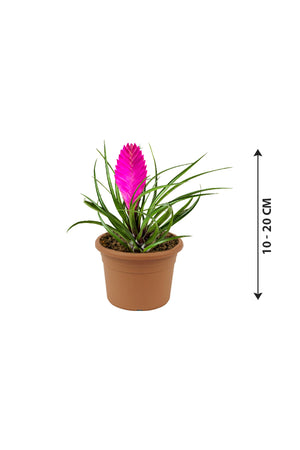 Tillandsia Cyanea Pink Quill - Bromeliad Air Plant