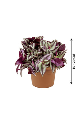 Tradescantia - Spiderwort - Plantsworld.ae