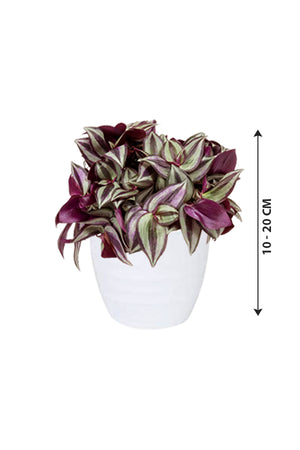Tradescantia - Spiderwort - Plantsworld.ae