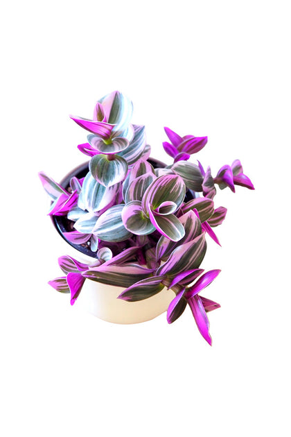 Fantasy Venice - Tradescantia Albiflora Nanouk - Indoor Plant