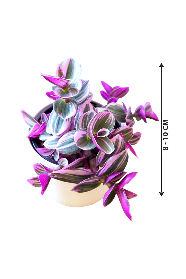 Fantasy Venice - Tradescantia Albiflora Nanouk - Indoor Plant