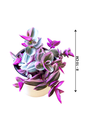 Tradescantia Nanouk - Tradescantia Albiflora 'Nanouk' - Plantsworld.ae