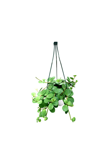 Trailing Jade Peperomia - Hanging Jade