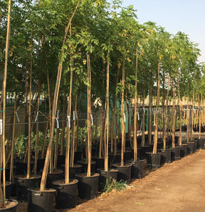 Tree Jasmine-Millingtonia Hortensis - Tree Jasmine-Millingtonia Hortensis - Plantsworld.ae