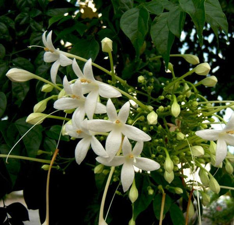 Tree Jasmine-Millingtonia Hortensis - Tree Jasmine-Millingtonia Hortensis - Plantsworld.ae
