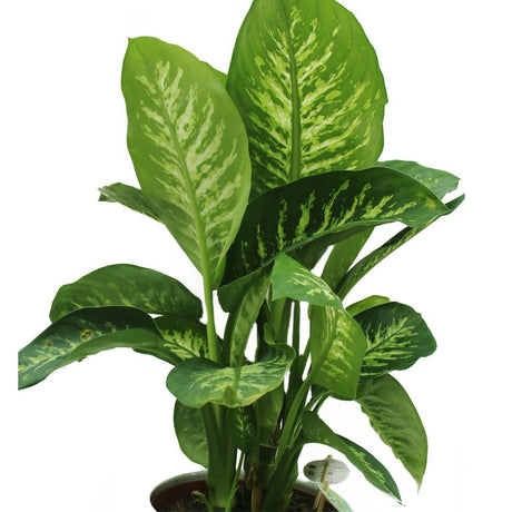 Tropic Snow-Dieffenbachia seguine - Plantsworld.ae - {{ varient.name }}