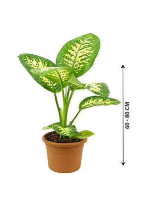 Tropic Snow-Dieffenbachia seguine - Plantsworld.ae - {{ varient.name }}
