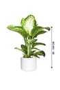 Tropic Snow-Dieffenbachia seguine - Plantsworld.ae - {{ varient.name }}