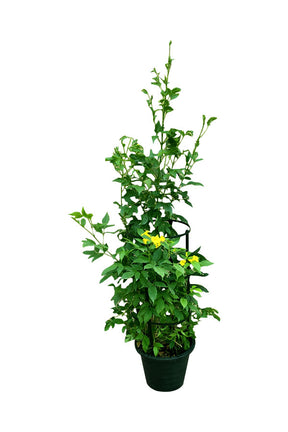 Trumpet Bush Tecoma Smithii - Outdoor Flowering Plant with Vibrant Trumpet-shaped Blooms