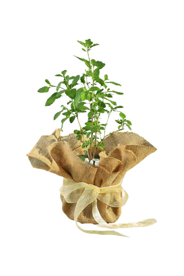 Jubiläumsgeschenkpflanze – Tulsi-Pflanze in Jute-Verpackung