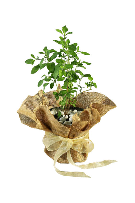Jubiläumsgeschenkpflanze – Tulsi-Pflanze in Jute-Verpackung