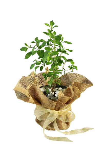 Anniversary Gift Plant-Tulsi Plant In Jute Wrap