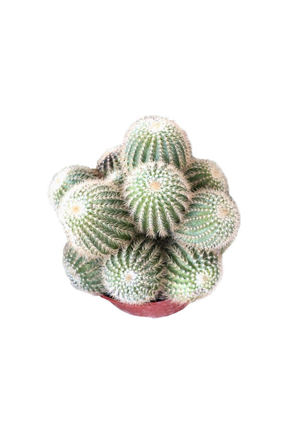 Twin Spin Cactus - Glossy Green Cactus