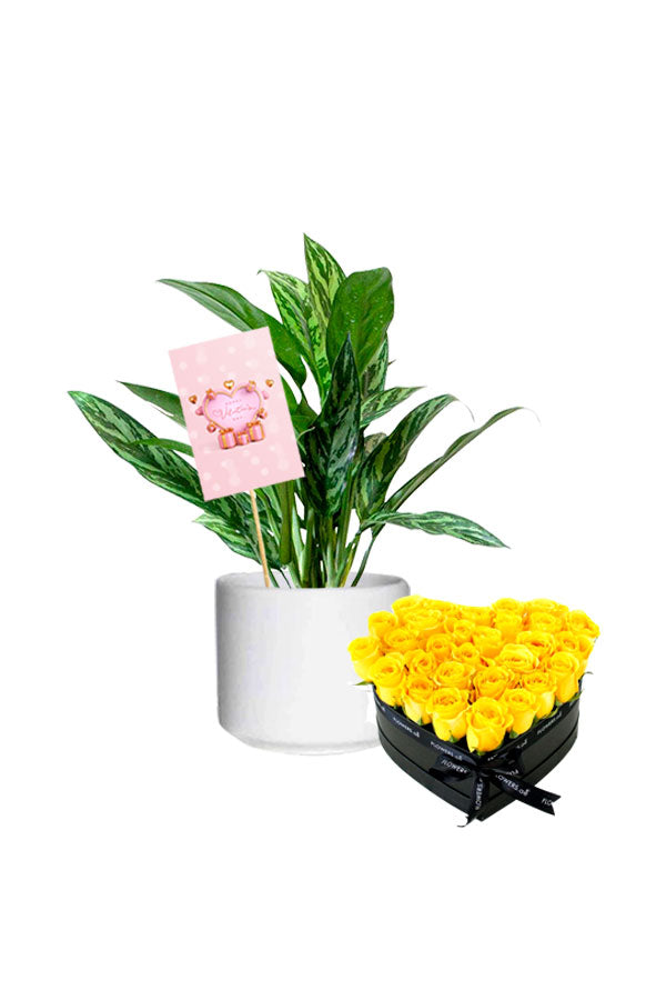 Valentinstagsgeschenk – Aglaonema Cory mit Blumenkasten