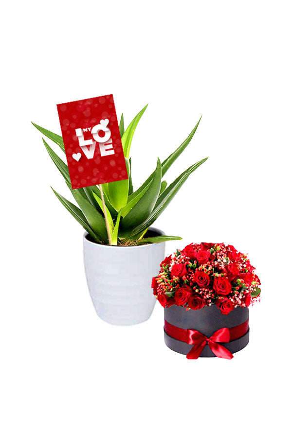 Valentinstagsgeschenk – Zwerg-Aloe-Vera-Pflanze mit Blumenkasten
