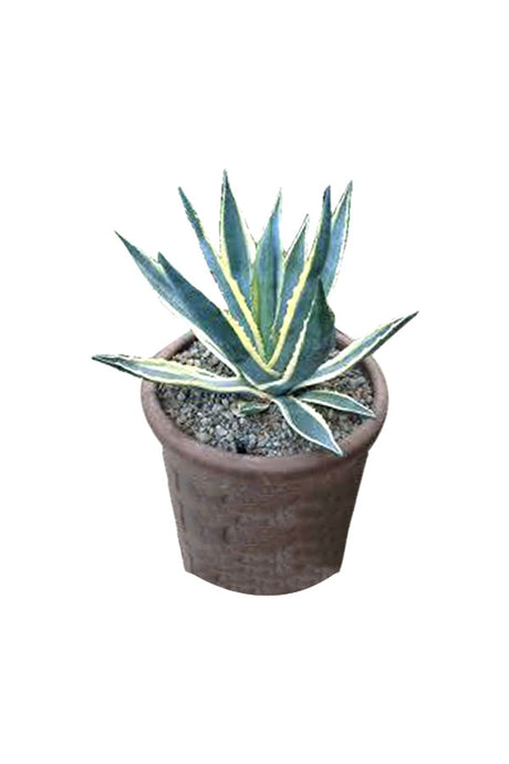 Variegated Century Plant - Agave Americana Outdoor Plant with spiky green and yellow leaves