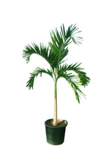 Veitchia Palm - "Manila Palm"